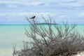 Brown Noddy, bird