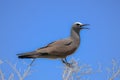 Brown Noddy, bird Royalty Free Stock Photo