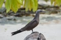 Brown Noddy, bird Royalty Free Stock Photo