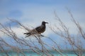 Brown Noddy, bird Royalty Free Stock Photo