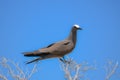 Brown Noddy, bird Royalty Free Stock Photo