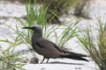 Brown noddy brooding an egg Royalty Free Stock Photo