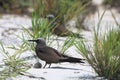 Brown noddy brooding an egg Royalty Free Stock Photo