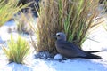 Brown noddy brooding an egg Royalty Free Stock Photo