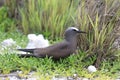 Brown noddy brooding an egg Royalty Free Stock Photo