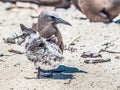 Brown Noddy Parent With Chick Royalty Free Stock Photo