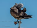 Brown Noddy in Queensland Australia Royalty Free Stock Photo