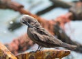 Brown Noddy Royalty Free Stock Photo