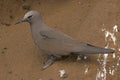 Brown Noddy Tern on a Rock Shelf Royalty Free Stock Photo