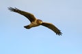 Brown northern harrier raptor in flight with wings extended