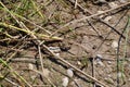 Brown Northern leopard frog (Lithobates pipiens) resting along hiking trail at Presqu\'ile