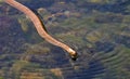 Brown Northern Water Snake Royalty Free Stock Photo