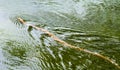 Brown Northern Water Snake Royalty Free Stock Photo