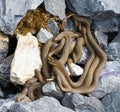 Brown Northern Water Snake Royalty Free Stock Photo