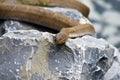 Brown Northern Water Snake Royalty Free Stock Photo