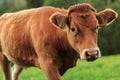 Norwegian Cow on pasture in south Norway.