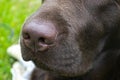 A brown nose of Labrador close up. Chocolate Labrador retriever nose. Brown labrador