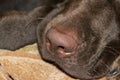 A brown nose of Labrador close up. Chocolate Labrador retriever nose. Brown labrador.