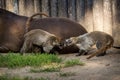 Brown-nosed Coati portrait in nature Royalty Free Stock Photo