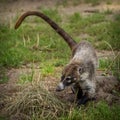 Brown-nosed Coati portrait in nature Royalty Free Stock Photo