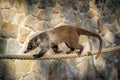 Brown-nosed Coati portrait in nature Royalty Free Stock Photo