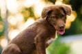 Brown nova scotia duck tolling retriever dog Royalty Free Stock Photo