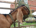 A brown Nubian goat looks with its head over the fence at the animal farm Royalty Free Stock Photo