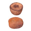 Watercolor brown nutmeg