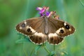 Nymphalidae butterfly