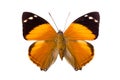 Brown Nymphalidae butterfly