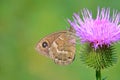 Nymphalidae butterfly