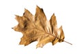 Brown oak leaf in autumn fall colour
