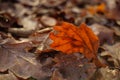 Brown oak leaf closeup on the autumn road in forest Royalty Free Stock Photo