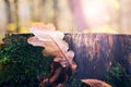 Brown oak leaf with dew drops on an old stump in the forest on a sunny autumn morning Royalty Free Stock Photo