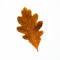 Brown Oak Leaf Isolated on White Royalty Free Stock Photo