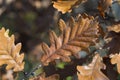 Brown oak leaf on twig  closeup selective focus Royalty Free Stock Photo