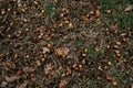 Brown oak leaves and acorns lie among small branches on green grass