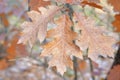 Brown oak leaves in autumn. City autumn park. Warm weather. Fall background concept. Royalty Free Stock Photo