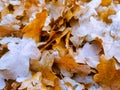 Brown oak leaves fallen on the ground Royalty Free Stock Photo