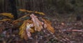 Brown oak leaves on a tree. Close up, shallow depth of field. Rainy day in autumn with fallen leaves Royalty Free Stock Photo