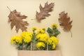 Brown oak leaves and yellow chrysanthemums in a craft bag on a brown background. Autumn bouquet Royalty Free Stock Photo