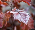 Brown oak tree leaves covered with hoarfrost Royalty Free Stock Photo