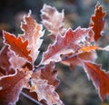 Brown oak tree leaves covered with hoarfrost Royalty Free Stock Photo