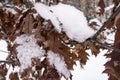 Brown oak tree leaves covered with hoarfrost. Close-up Royalty Free Stock Photo