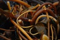 Brown ocean seaweed abstract background