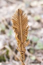 Brown old dry and seared fern leaf Royalty Free Stock Photo