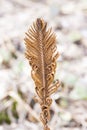 Brown old dry and seared fern leaf Royalty Free Stock Photo