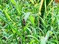 brown old grasshoper that hanging in the grass