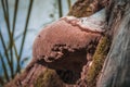 Brown old Mushroom raincoat Royalty Free Stock Photo