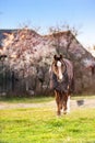 Brown old sick horse with caparison in the farm yard in spring Royalty Free Stock Photo